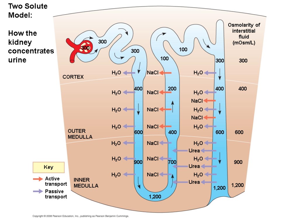 Two Solute Model: How the kidney concentrates urine Key Active transport Passive transport INNER
